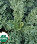 Seed Savers Exchange Kale, Dwarf Blue Curled (Organic)