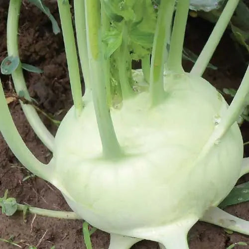 Seed Savers Exchange Kohlrabi, Delicatesse White Kohlrabi