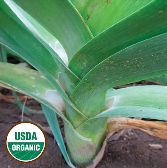 Seed Savers Exchange Leek, Jaune du Poitou (Organic)
