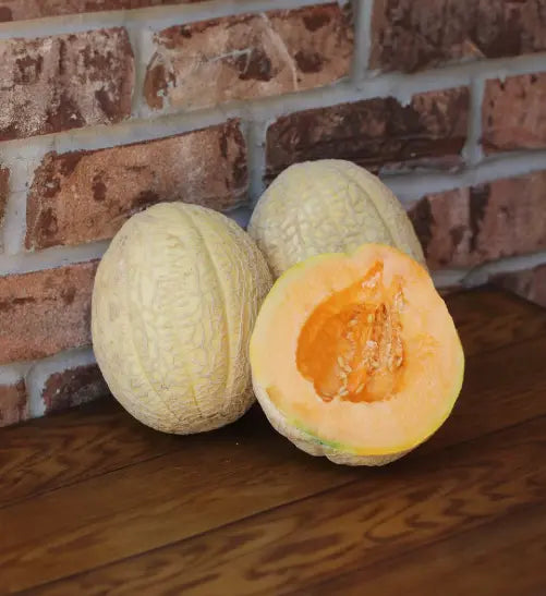 Seed Savers Exchange Melon, Amish (Organic)
