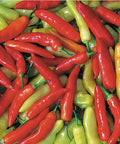 Seed Savers Exchange Pepper, Aji Cristal