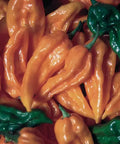 Seed Savers Exchange Pepper, Fatalii