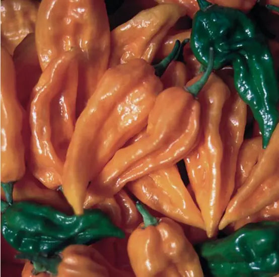 Seed Savers Exchange Pepper, Fatalii