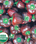 Seed Savers Exchange Pepper, Miniature Chocolate Bell Pepper (Organic)