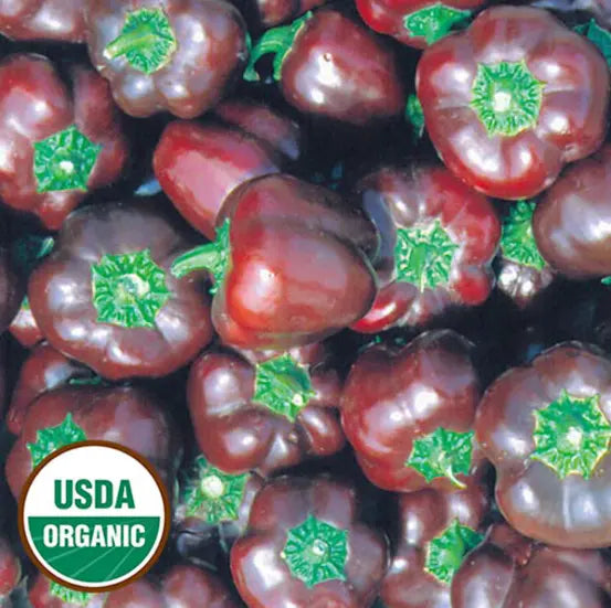 Seed Savers Exchange Pepper, Miniature Chocolate Bell Pepper (Organic)