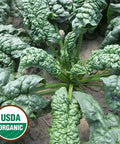 Seed Savers Exchange Spinach, Norfolk (Organic)
