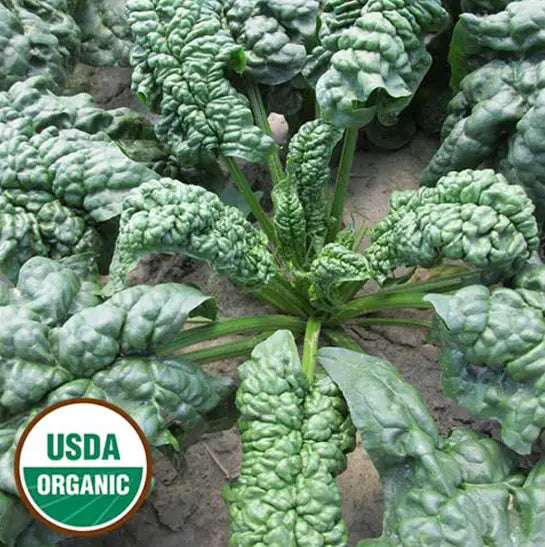 Seed Savers Exchange Spinach, Norfolk (Organic)