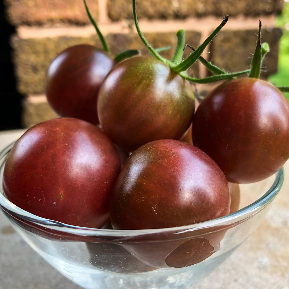 Seed Savers Exchange Tomato, Chocolate Cherry