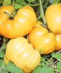 Seed Savers Exchange Tomato, Dr. Wyche's Yellow Tomato