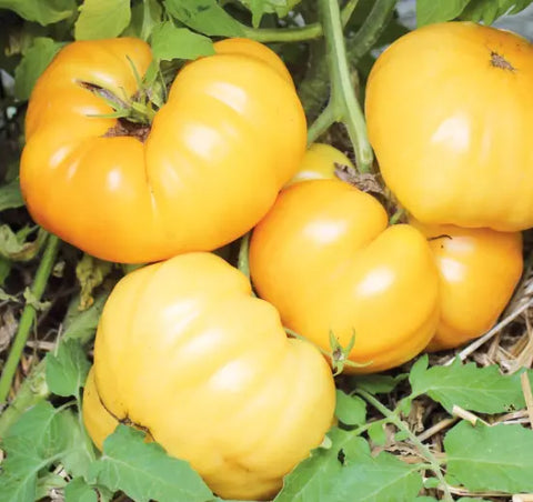 Seed Savers Exchange Tomato, Dr. Wyche's Yellow Tomato