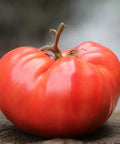 Seed Savers Exchange Tomato, German Pink (Organic)