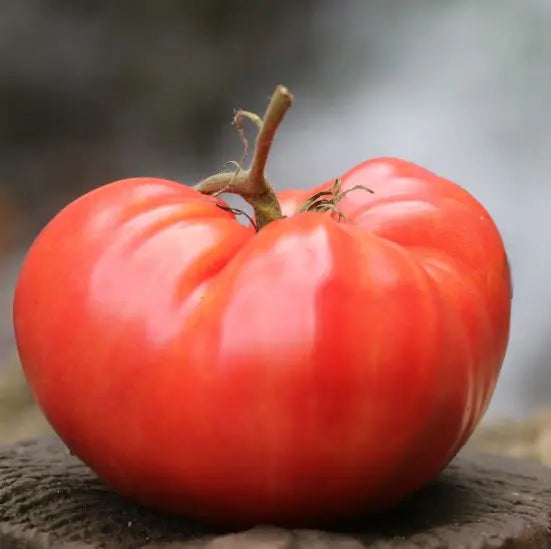 Seed Savers Exchange Tomato, German Pink (Organic)