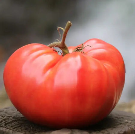 Seed Savers Exchange Tomato, German Pink (Organic)