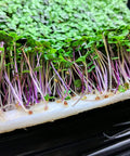 VEGBED® Grow Mats 10in x 20in | Made with Premium Bamboo Fibers