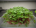 VEGBED® Grow Mats 10in x 20in | Made with Premium Bamboo Fibers