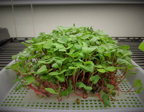 VEGBED® Grow Mats 10in x 20in | Made with Premium Bamboo Fibers