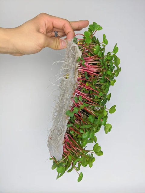 VEGBED® Grow Mats 10in x 20in | Made with Premium Bamboo Fibers