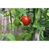 Velcro One Wrap Garden Plant Ties - 50ft x 0.5in