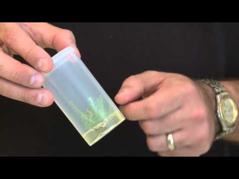 Tissue Culture Starter Kit