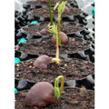 Air-Pot Propagation Container, 0.3 gal Air-Pot