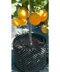 Air-Pot Propagation Container, 0.3 gal Air-Pot