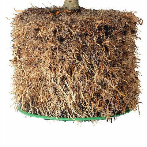 Air-Pot #12 Garden Container, 8.5 gal Air-Pot