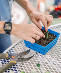 Bootstrap Farmer 5X5 Deep Extra Strength Trays, With Holes | Assorted Colors