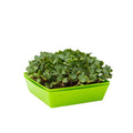Bootstrap Farmer 5X5 Shallow Microgreen Trays | Assorted Colors