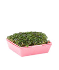 Bootstrap Farmer 5X5 Shallow Microgreen Trays | Assorted Colors