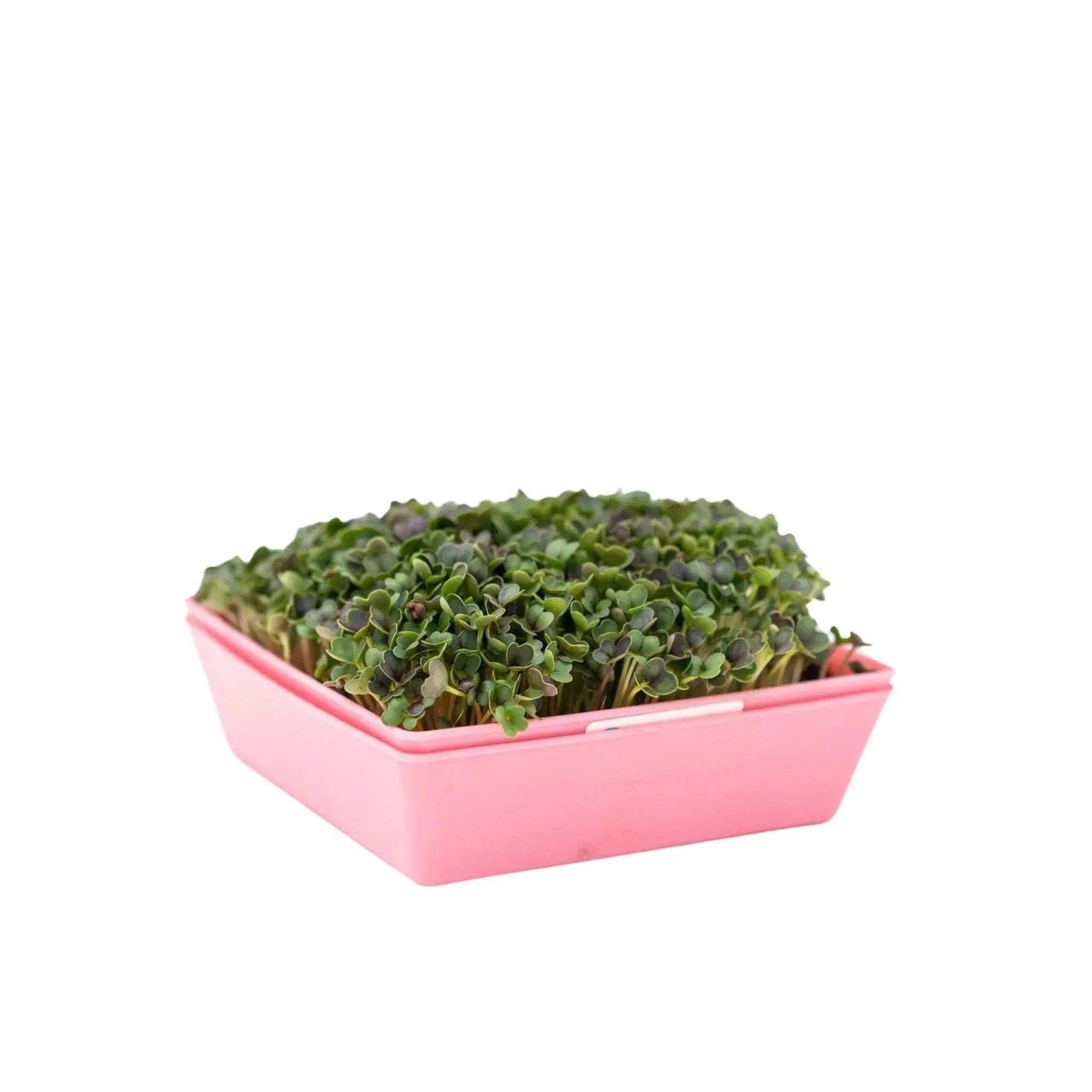 Bootstrap Farmer 5X5 Shallow Microgreen Trays, With Holes | Assorted Colors
