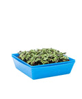 Bootstrap Farmer 5X5 Shallow Microgreen Trays, With Holes | Assorted Colors