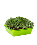 Bootstrap Farmer 5X5 Shallow Microgreen Trays, With Holes | Assorted Colors