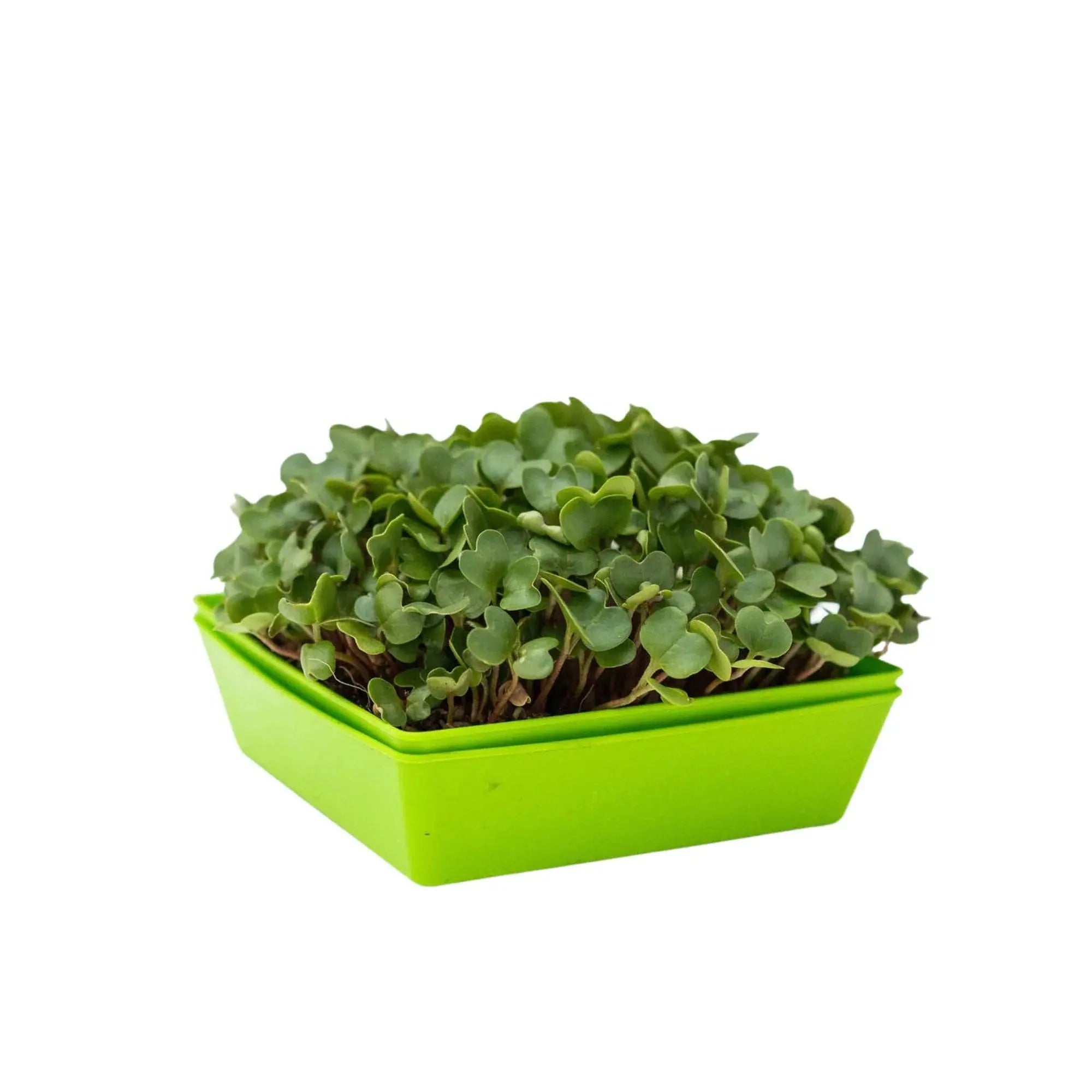 Bootstrap Farmer 5X5 Shallow Microgreen Trays, With Holes | Assorted Colors