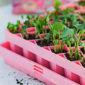Bootstrap Farmer Air Prune Propagation Tray 72 Cell | Assorted Colors