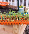 Bootstrap Farmer Air Prune Propagation Tray 72 Cell | Assorted Colors
