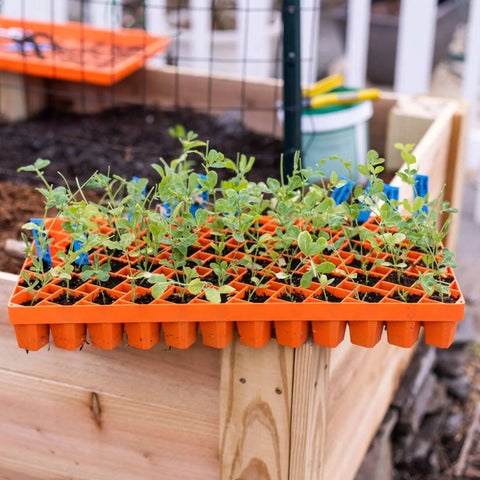Bootstrap Farmer Air Prune Propagation Tray 72 Cell | Assorted Colors