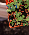 Bootstrap Farmer Air Prune Propagation Tray 72 Cell | Assorted Colors
