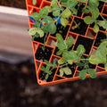 Bootstrap Farmer Air Prune Propagation Tray 72 Cell | Assorted Colors