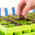 Bootstrap Farmer Air Prune Propagation Tray 72 Cell | Assorted Colors