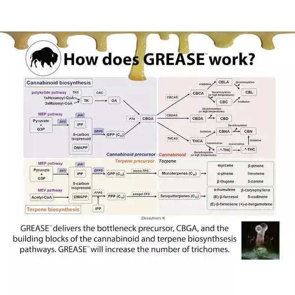 GREASE  Green Label GREASE