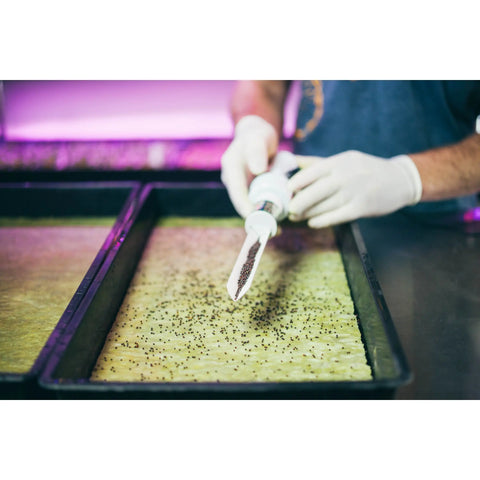 Grodan® Cress Plate Propagation Mat 10" x 20" Grodan