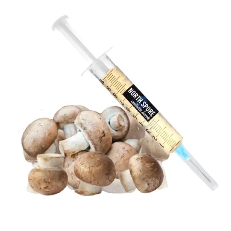 NORTH SPORE Almond Agaricus Mushroom Liquid Culture Syringe NORTH SPORE