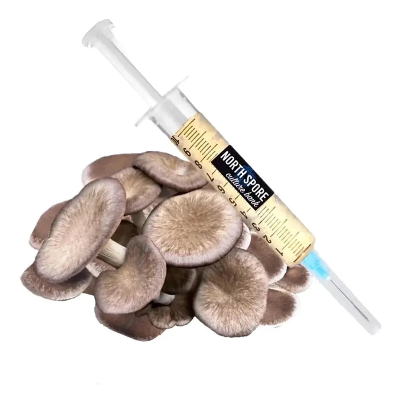 NORTH SPORE Black King Mushroom Liquid Culture Syringe NORTH SPORE