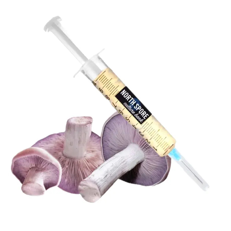 NORTH SPORE Blewit Mushroom Liquid Culture Syringe NORTH SPORE