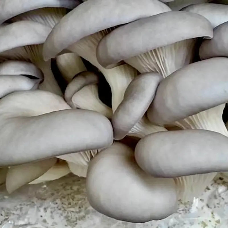 NORTH SPORE Blue Oyster Mushroom Grow Kit Fruiting Block NORTH SPORE