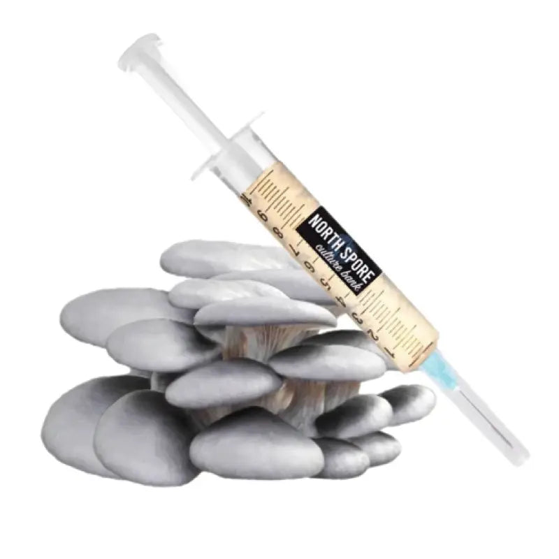 NORTH SPORE Blue Oyster Mushroom Liquid Culture Syringe NORTH SPORE