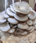NORTH SPORE Blue Oyster Mushroom Liquid Culture Syringe NORTH SPORE
