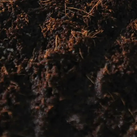 NORTH SPORE Boomr Bag Sterile Manure-Based Mushroom Substrate NORTH SPORE