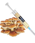 NORTH SPORE Chestnut Mushroom Liquid Culture Syringe NORTH SPORE