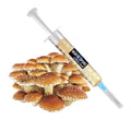 NORTH SPORE Chestnut Mushroom Liquid Culture Syringe NORTH SPORE